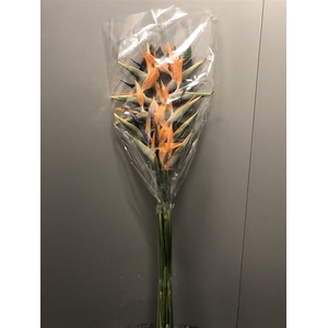 Strelitzia Flower X 10