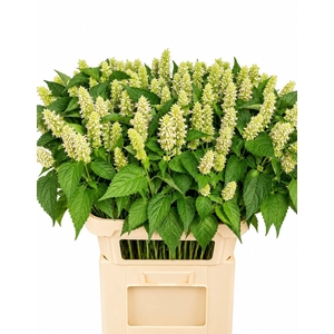 AGASTACHE