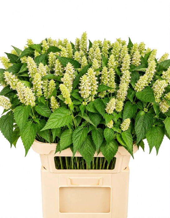 <h4>AGASTACHE</h4>