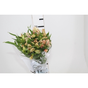 ALSTROEMERIA DIRTY DANCING 080 CM
