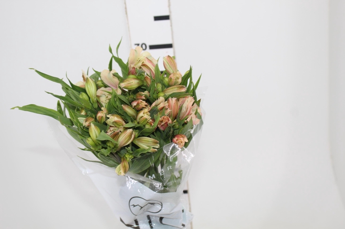<h4>ALSTROEMERIA DIRTY DANCING 080 CM</h4>
