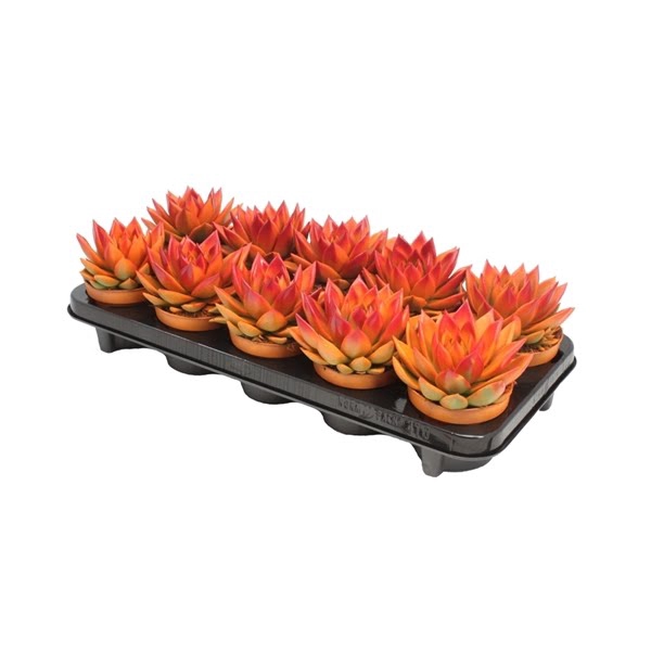 <h4>Echeveria bicoloured orange/red</h4>