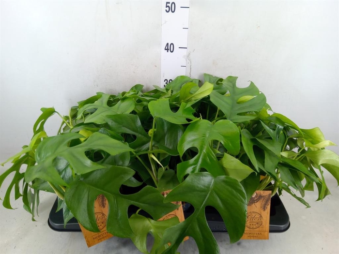 <h4>Monstera   ...</h4>