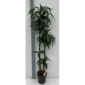 DRA FRAG HAWAI SUNSH