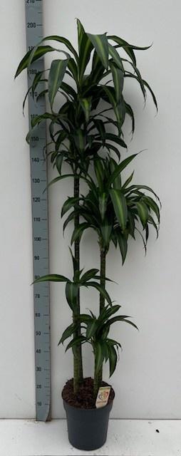 <h4>DRA FRAG HAWAI SUNSH</h4>