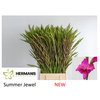 Gladiolus primulines Summer Jewel