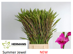 Gladiolus primulines Summer Jewel