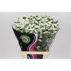 Lim Statice White
