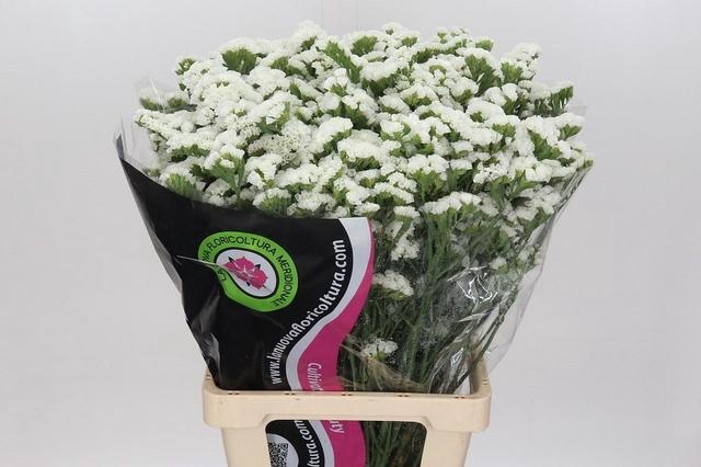 <h4>Lim Statice White</h4>