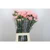 Dianthus St Sarah Pink