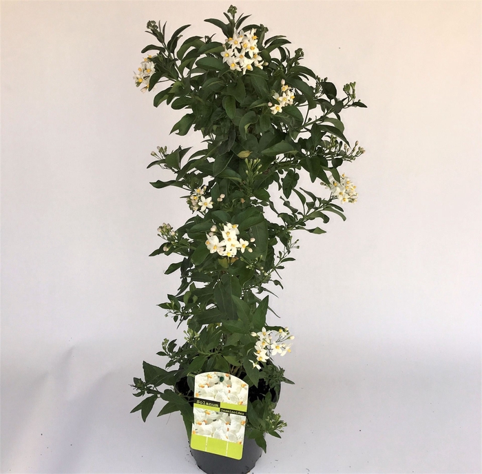 <h4>Solanum jasminoides</h4>