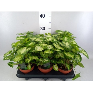 Syngonium  'Pixie'