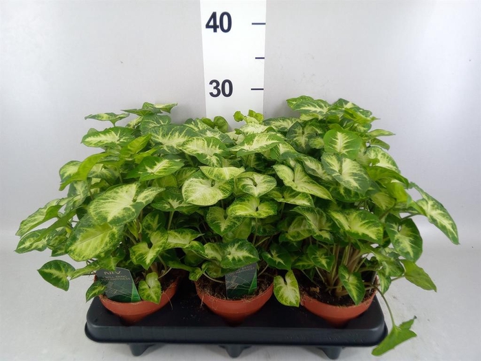 <h4>Syngonium 'Pixie'</h4>