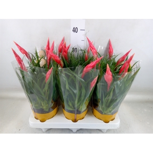 Vriesea  'Astrid'