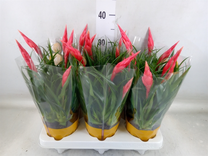 <h4>Vriesea  'Astrid'</h4>