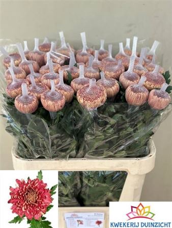 <h4>Chrysanthemum (Indicum Grp) eboutonné Hornbill Salmon</h4>