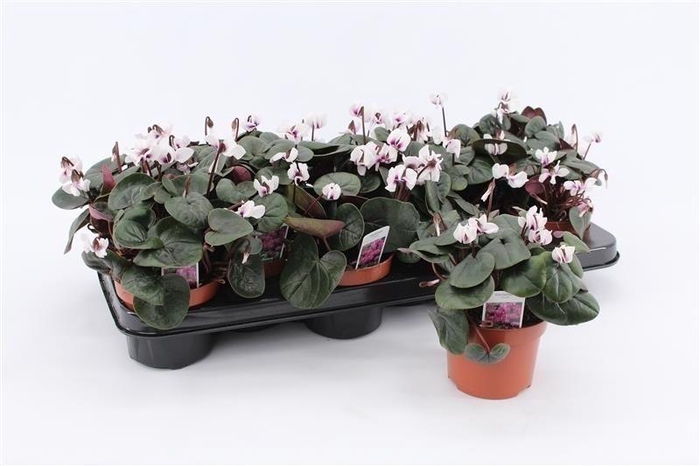 <h4>Cyclamen Coum White</h4>