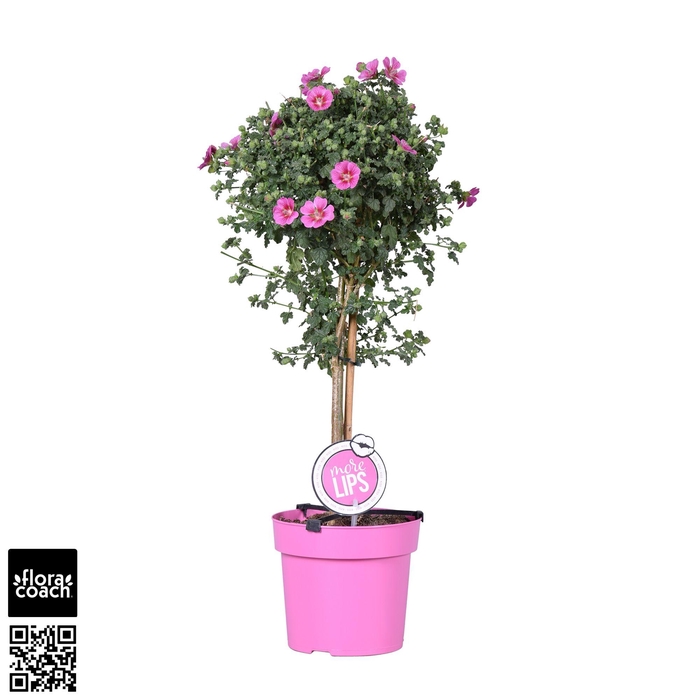 <h4>MoreLIPS® Anisodontea 'Elegans Princess' op stam</h4>