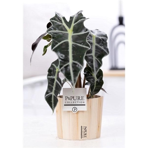 Alocasia Polly in P&PURE Wood 5