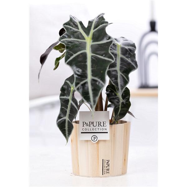 <h4>Alocasia Polly in P&PURE Wood 5</h4>