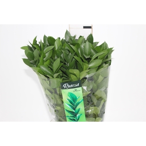 FOLHAGEM RUSCUS 060 CM