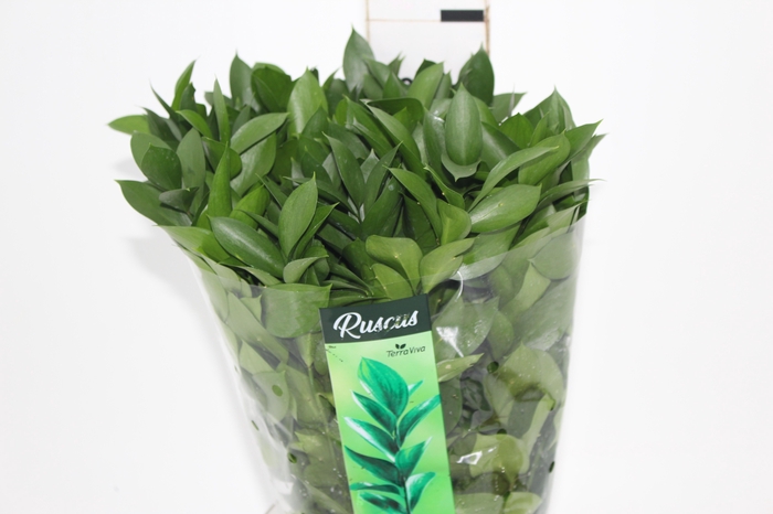 <h4>FOLHAGEM RUSCUS 060 CM</h4>