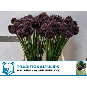 Allium Forelock