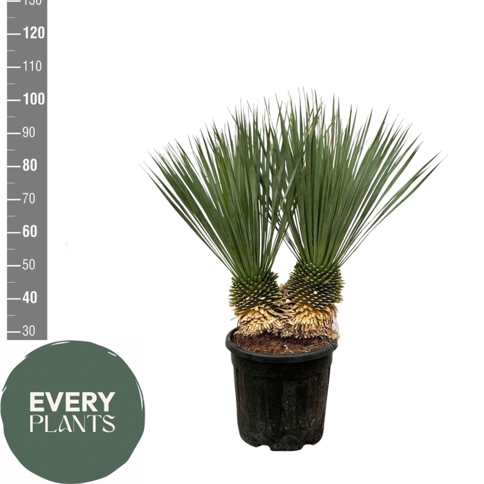 <h4>YUC ROSTRATA</h4>