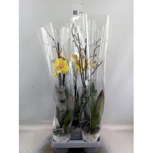 Phalaenopsis   ...yellow