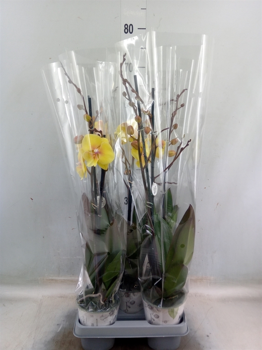 <h4>Phalaenopsis   ...yellow</h4>