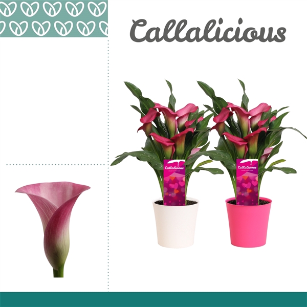 <h4>Zantedeschia Roze in Ompot Linge LOVE</h4>