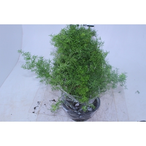 ASPARGO ALFINETE C21