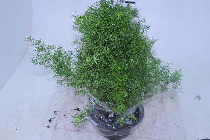 ASPARGO ALFINETE C21