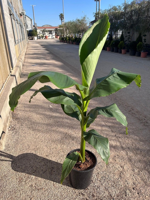 <h4>MUSA BASJOO</h4>