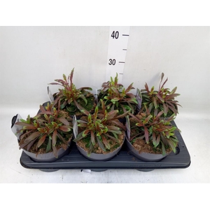 Gaura lindheimeri   ...