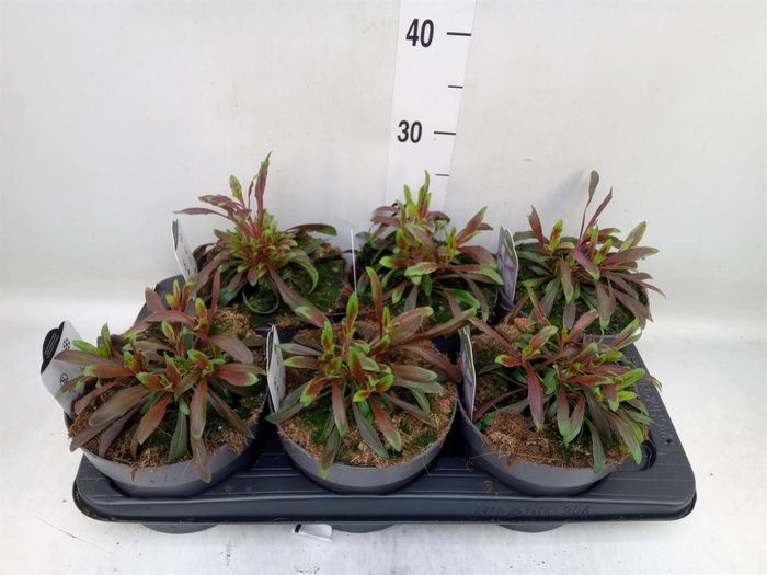 <h4>Gaura lindheimeri   ...</h4>