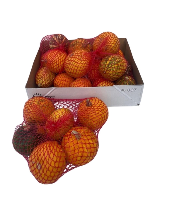 <h4>Cucurbita</h4>