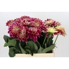 Dahlia Temple of Beauty