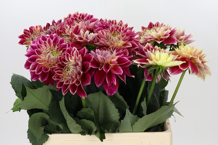 Dahlia Temple of Beauty