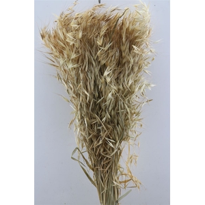 Dried Avena Wild Natural 1kg