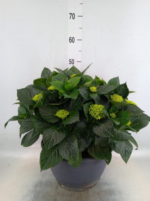<h4>Hydrangea mac.</h4>