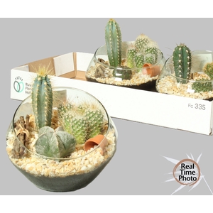 ARR CACTUS