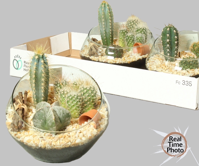 <h4>ARR CACTUS</h4>