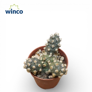 Tephrocactus Molinensis