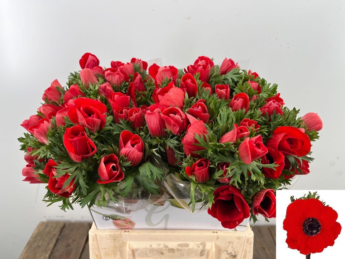 <h4>ANEM CO MAR RED</h4>