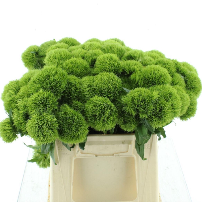 <h4>Di Barb Kiwi Mellow</h4>