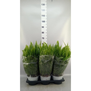 Nephrolepis exal. 'Sonata'