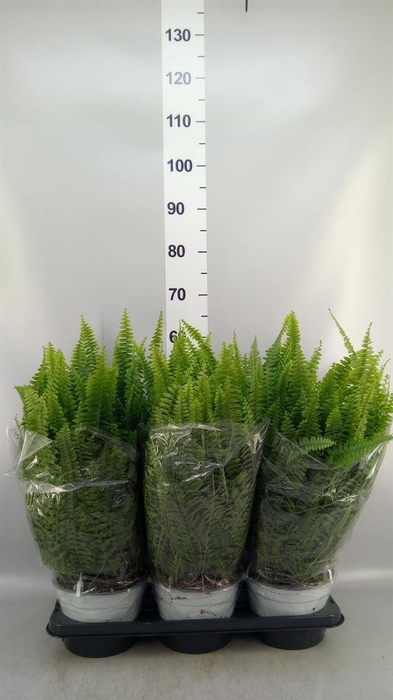 <h4>Nephrolepis exal. 'Sonata'</h4>