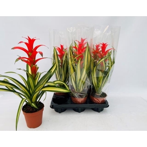 Guzmania Georgia 12Ø 45cm