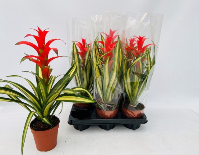 Guzmania Georgia 12Ø 45cm